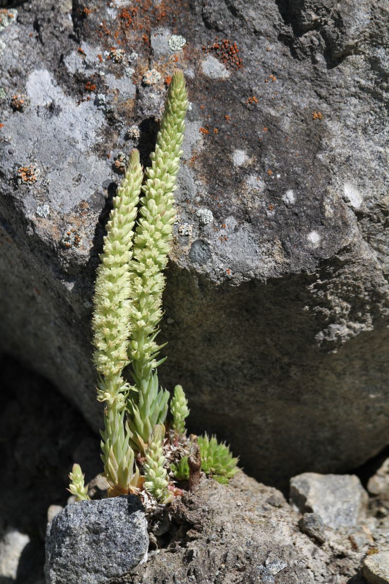 Изображение особи Orostachys spinosa.