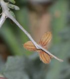 Helianthemum lippii