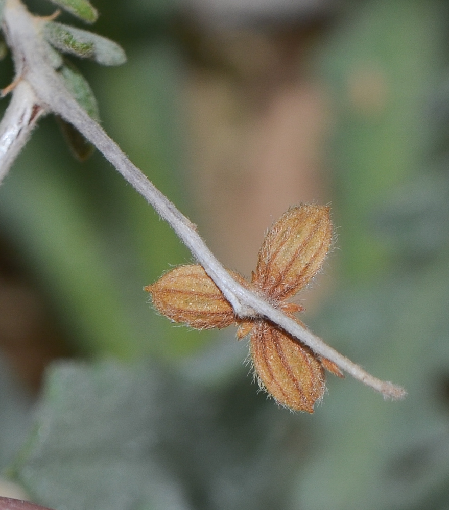 Image of Helianthemum lippii specimen.