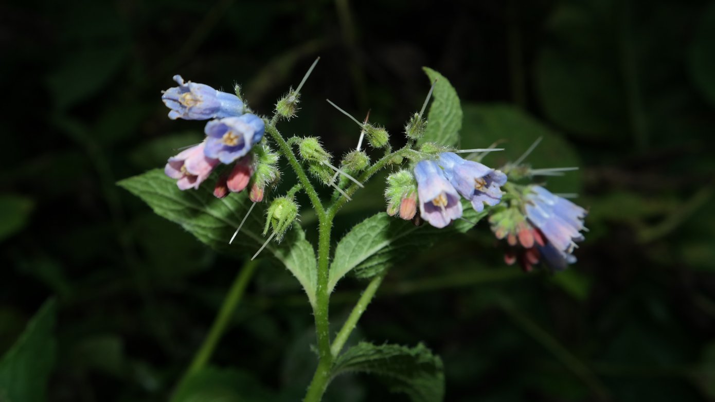 Изображение особи Symphytum asperum.