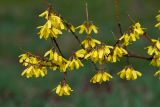 Forsythia ovata. Веточки с цветками. Республика Алтай, Шебалинский р-н, с. Камлак, Горно-Алтайский ботанический сад, экспозиция. 23.04.2016.