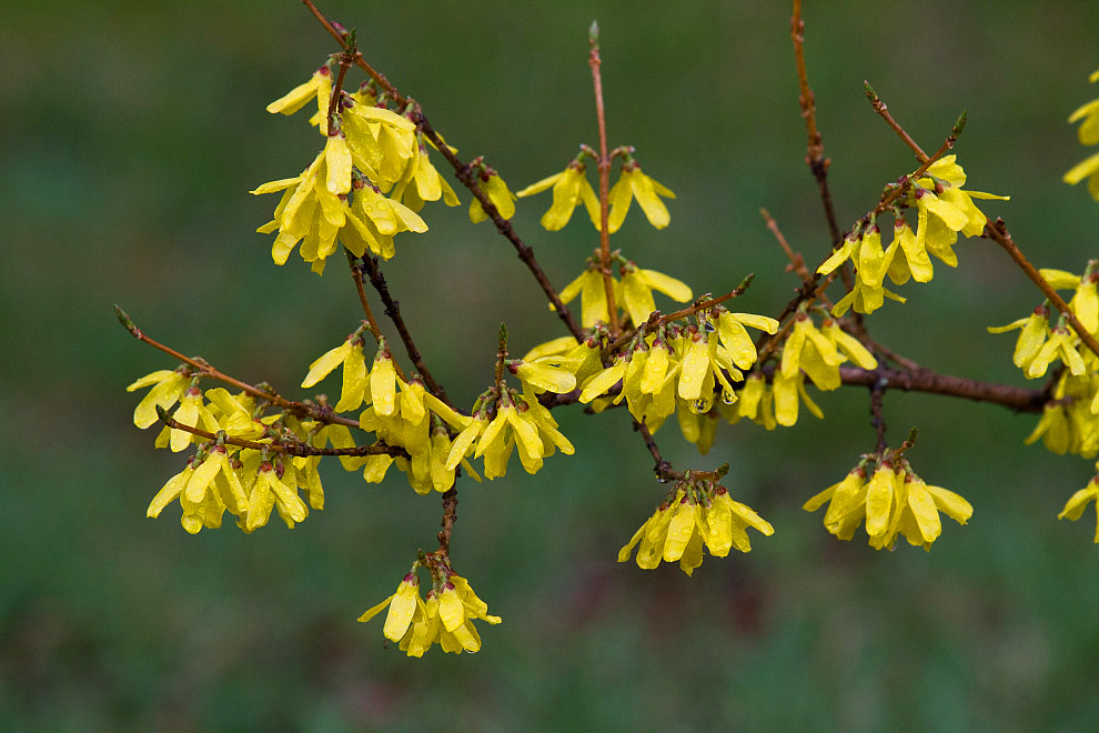 Изображение особи Forsythia ovata.