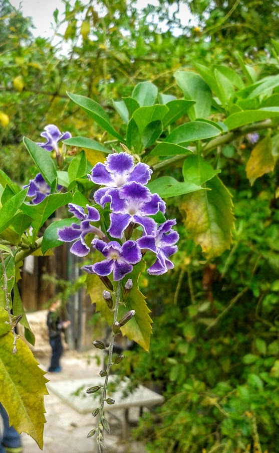 Image of Duranta erecta specimen.