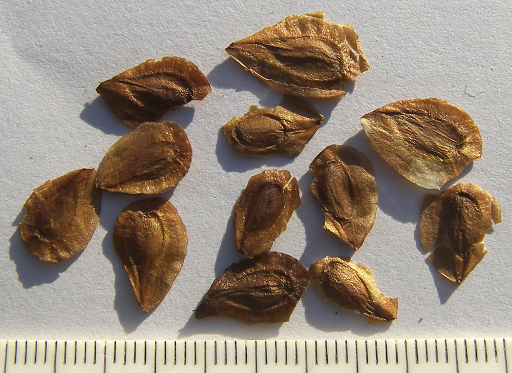 Image of Glaucidium palmatum specimen.