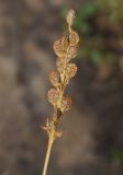 Onobrychis viciifolia. Зрелое соплодие. Восточный Казахстан, Уланский р-н, окр. с. Украинка, поле. 08.07.2016.