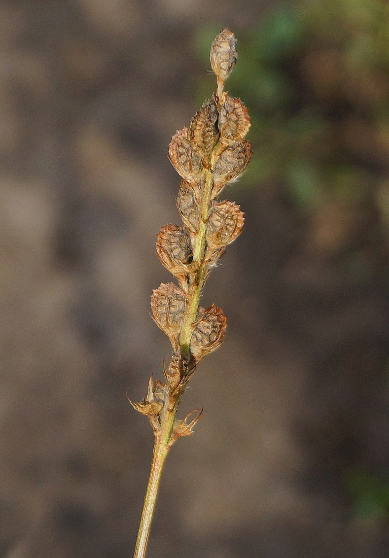 Image of Onobrychis viciifolia specimen.