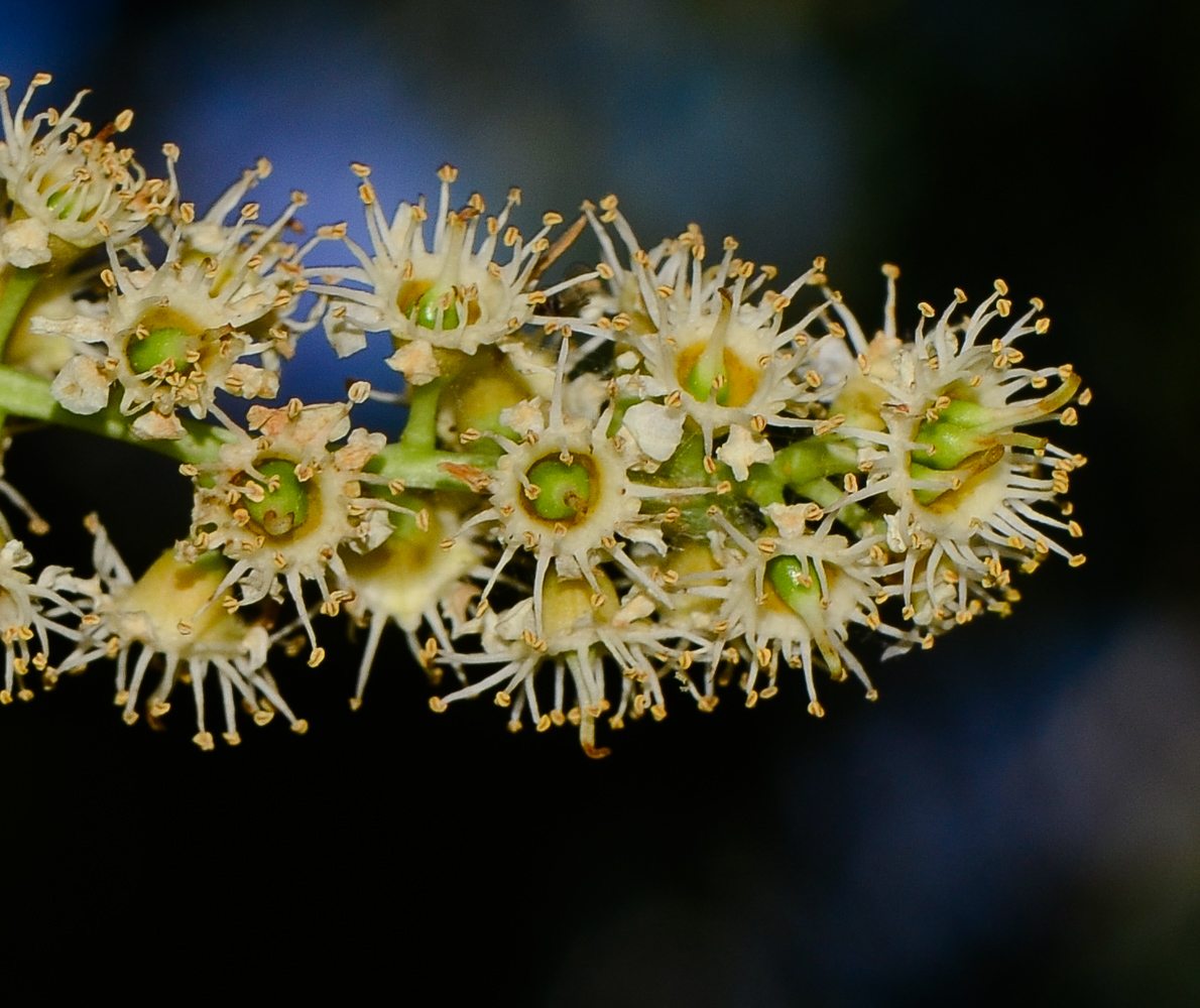 Image of Lauro-cerasus lyonii specimen.