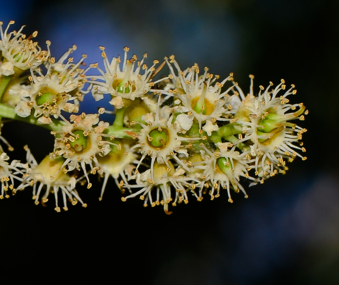 Изображение особи Lauro-cerasus lyonii.