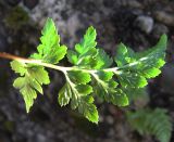 Asplenium adiantum-nigrum