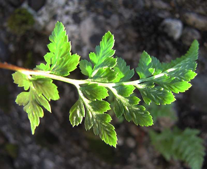 Изображение особи Asplenium adiantum-nigrum.