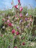 Oxytropis semenowii. Соцветия. Казахстан, юго-зап. часть Джунгарского Алатау, пер. Алтын-Эмель, скалистый склон юго-зап. экспозиции. 22 мая 2016 г.