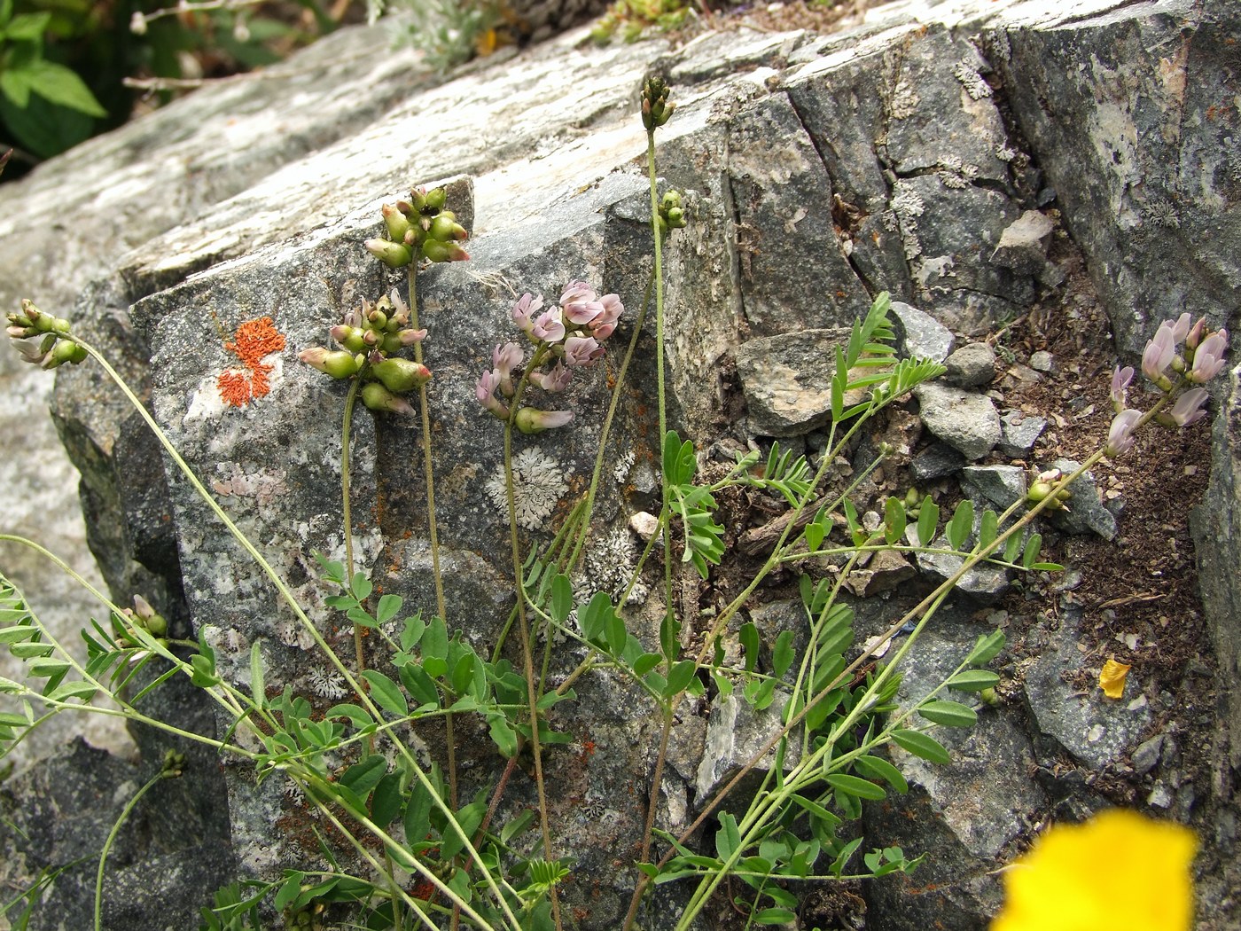 Изображение особи Astragalus vallicoides.