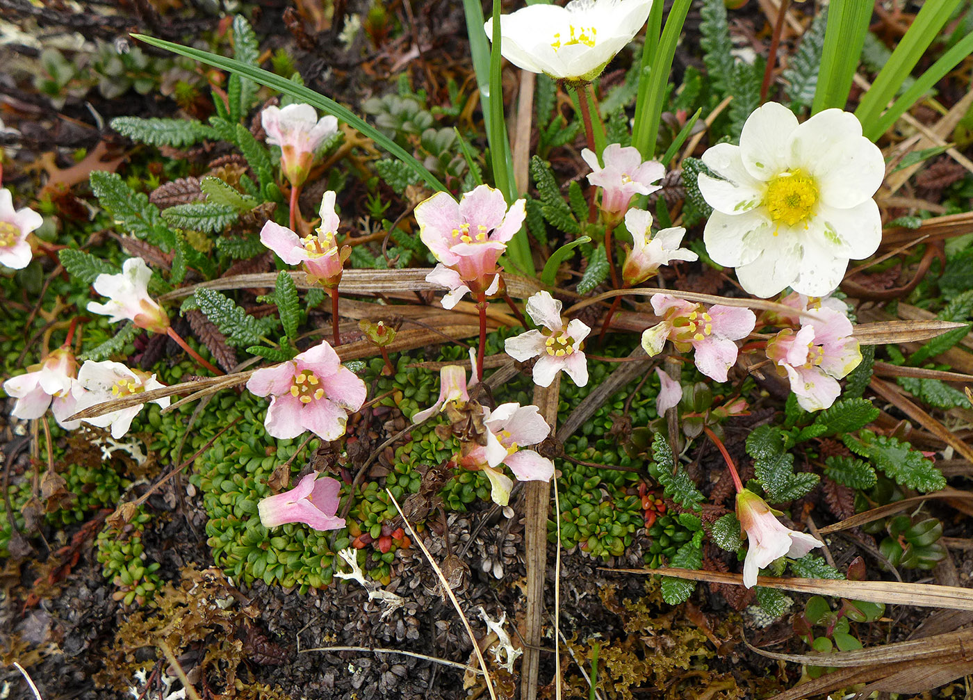 Изображение особи Diapensia obovata.