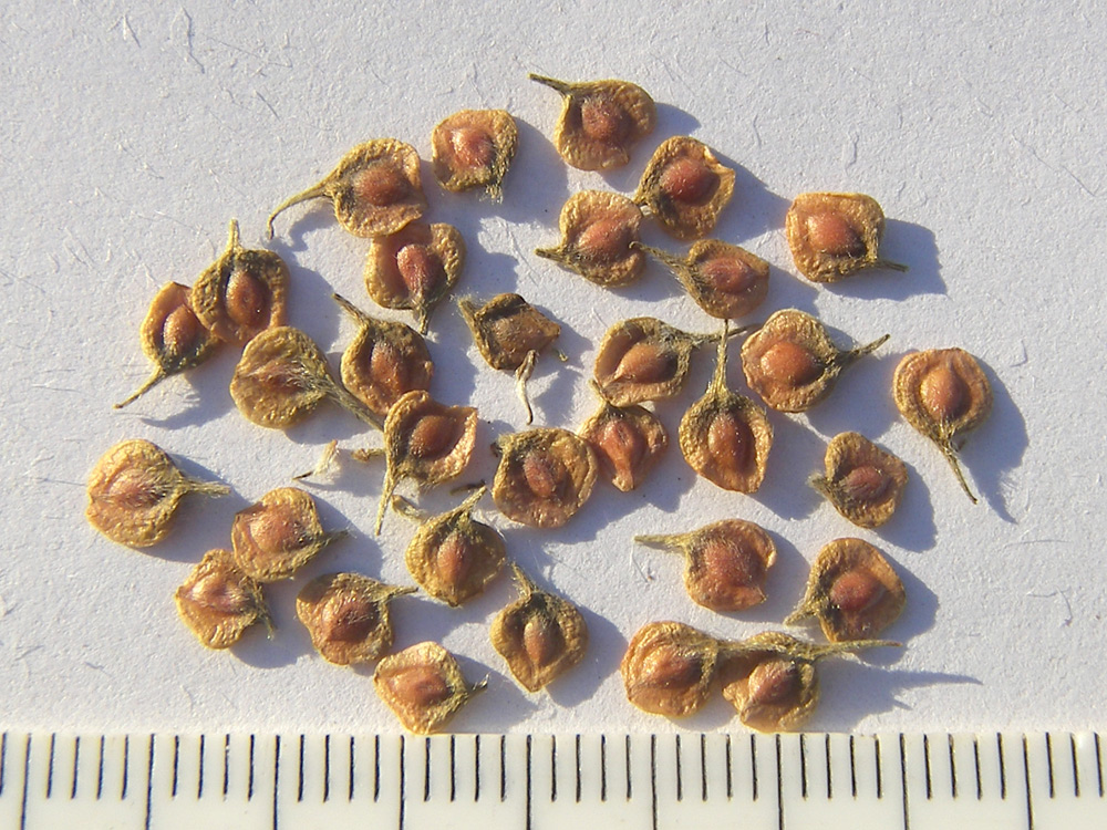 Image of Anemonidium canadense specimen.