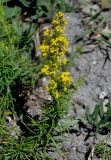 Galium verum