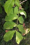 Euonymus pauciflorus. Цветки и листья. Приморский край, Уссурийский городской округ, окр. с. Горно-Таёжное, Дендрарий ГТС им. Комарова. 06.07.2016.