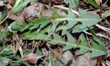 Taraxacum erythrospermum