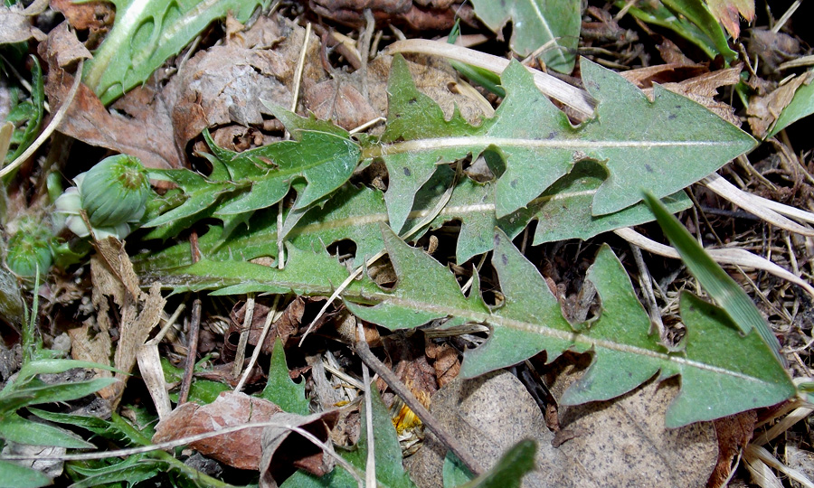 Изображение особи Taraxacum erythrospermum.