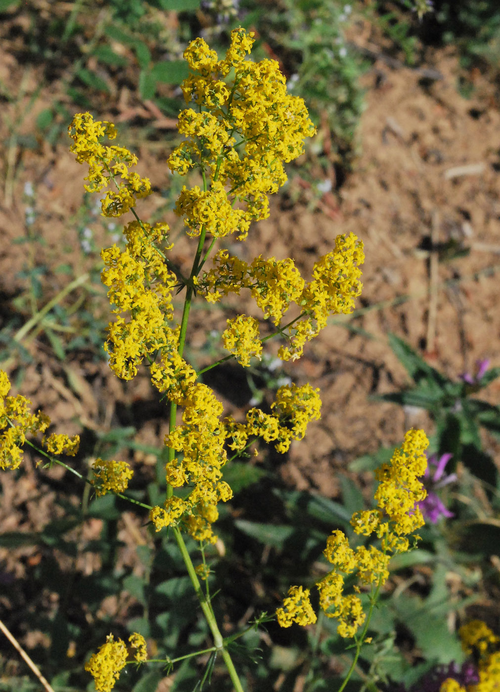 Image of Galium pamiro-alaicum specimen.