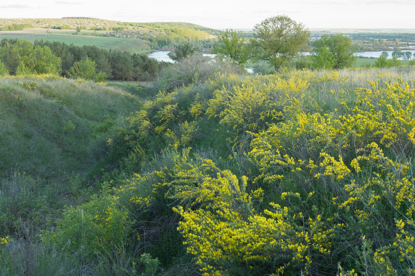 Изображение особи Chamaecytisus ruthenicus.