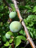 Prunus domestica. Незрелый плод на веточке. Амурская обл., Бурейский р-н, с. Виноградовка, в культуре. 15.07.2016.