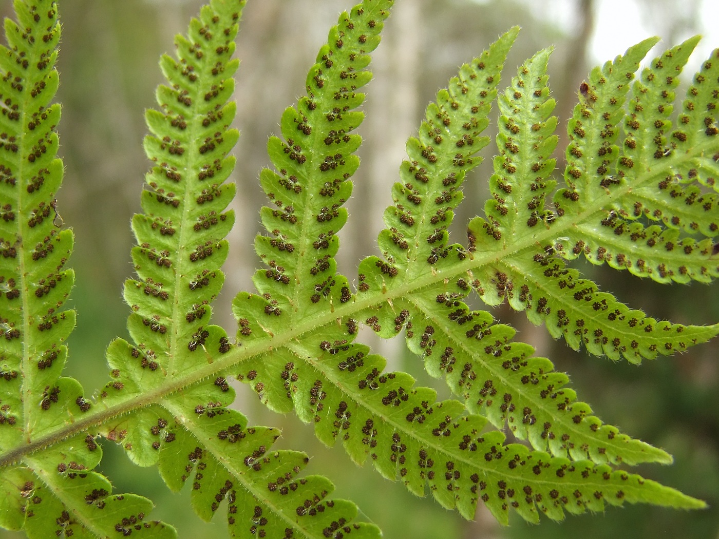 Image of Phegopteris connectilis specimen.