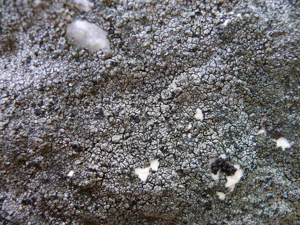 Image of genus Aspicilia specimen.