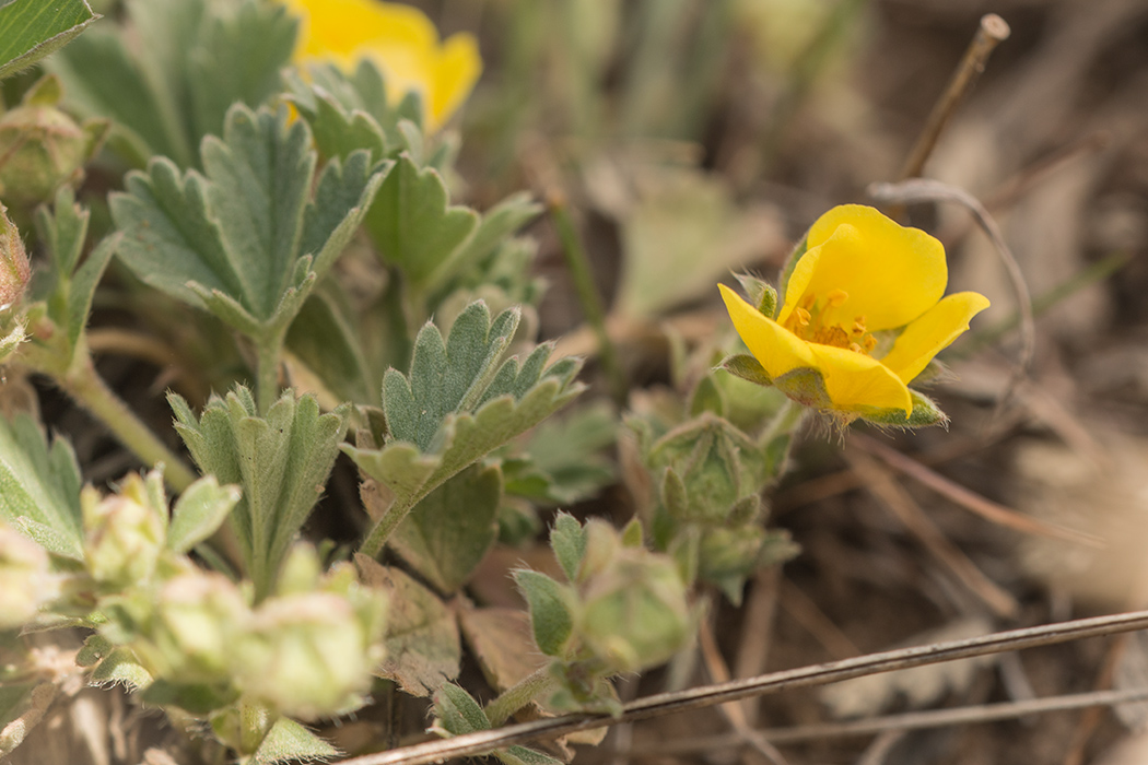 Изображение особи Potentilla incana.