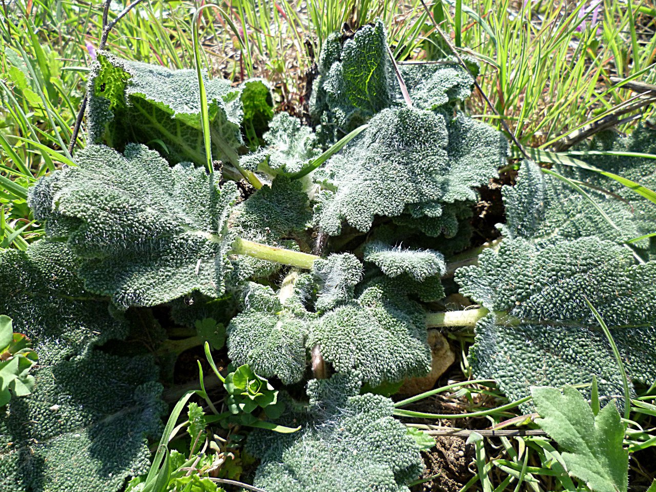 Image of Salvia sclarea specimen.