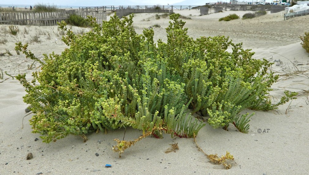 Image of Euphorbia paralias specimen.