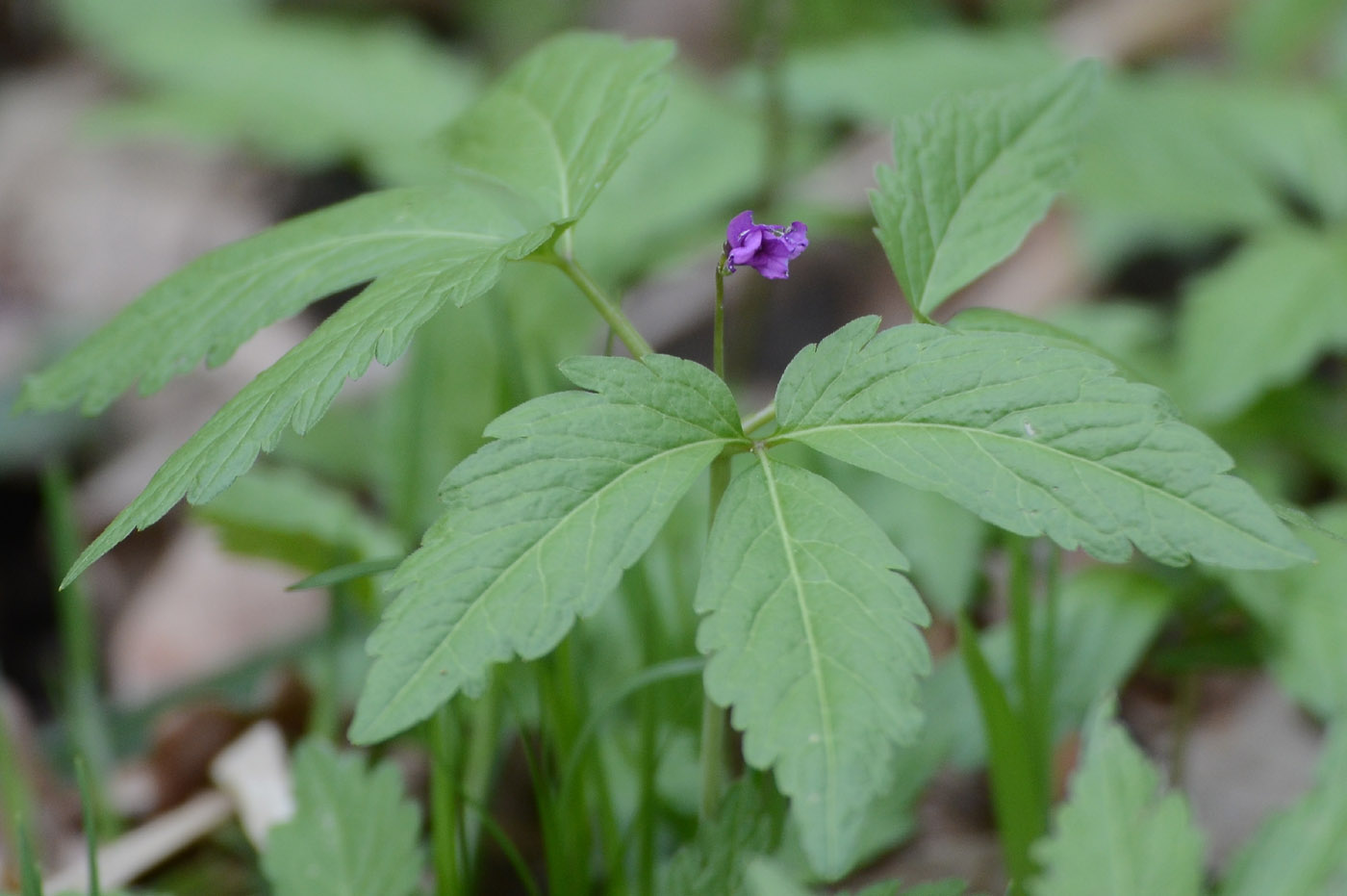 Image of Cardamine glanduligera specimen.