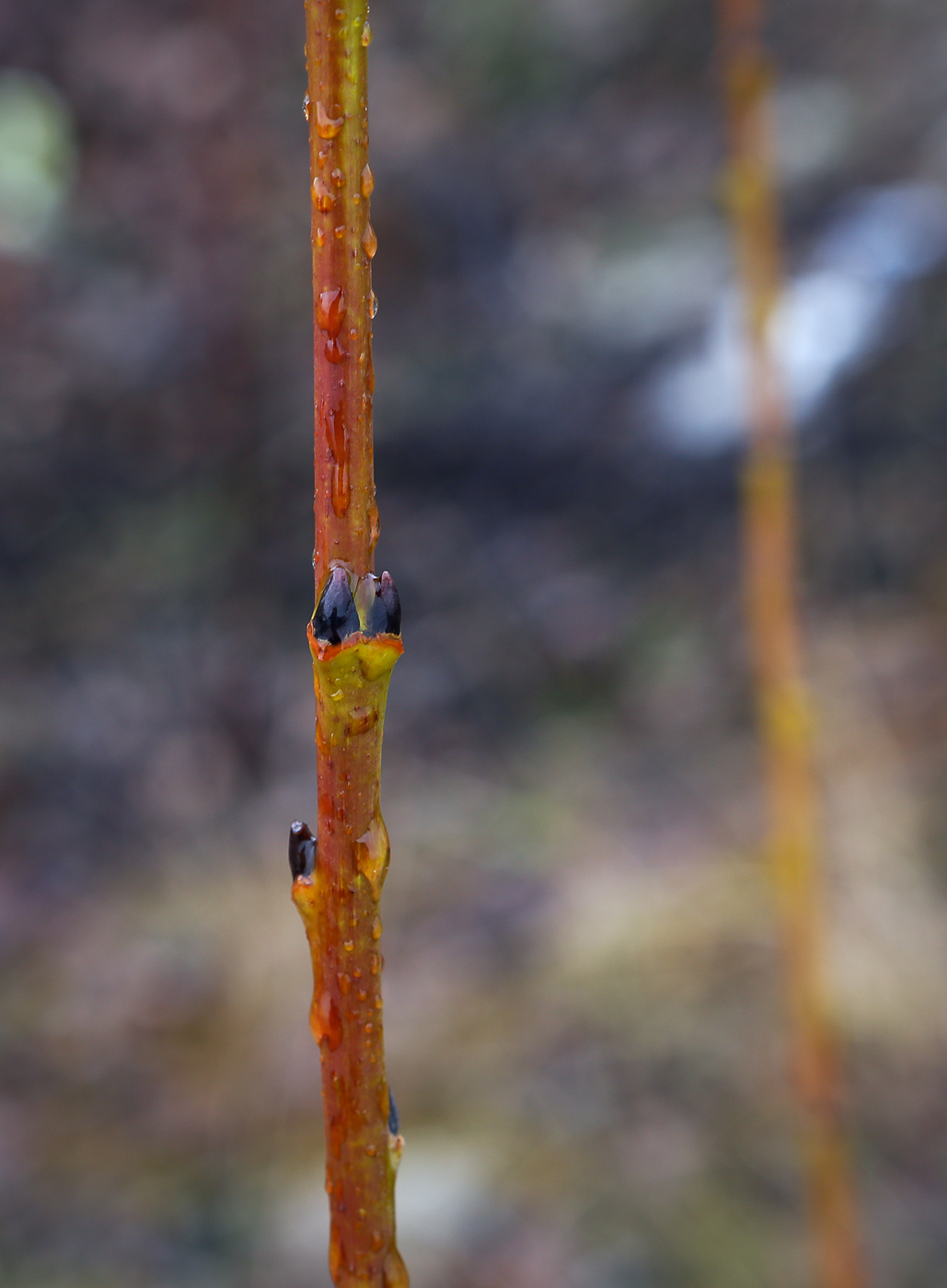 Image of Salix caprea specimen.
