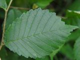 Ulmus laevis. Лист. Польша, Подляское воеводство, окр. Нарвянского национального парка. 25.06.2009.