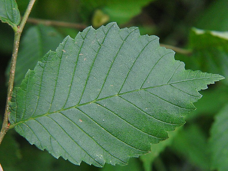 Изображение особи Ulmus laevis.