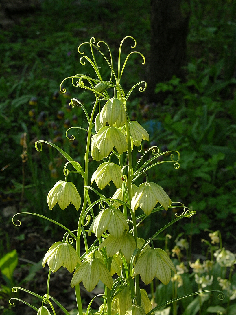 Изображение особи Fritillaria thunbergii.