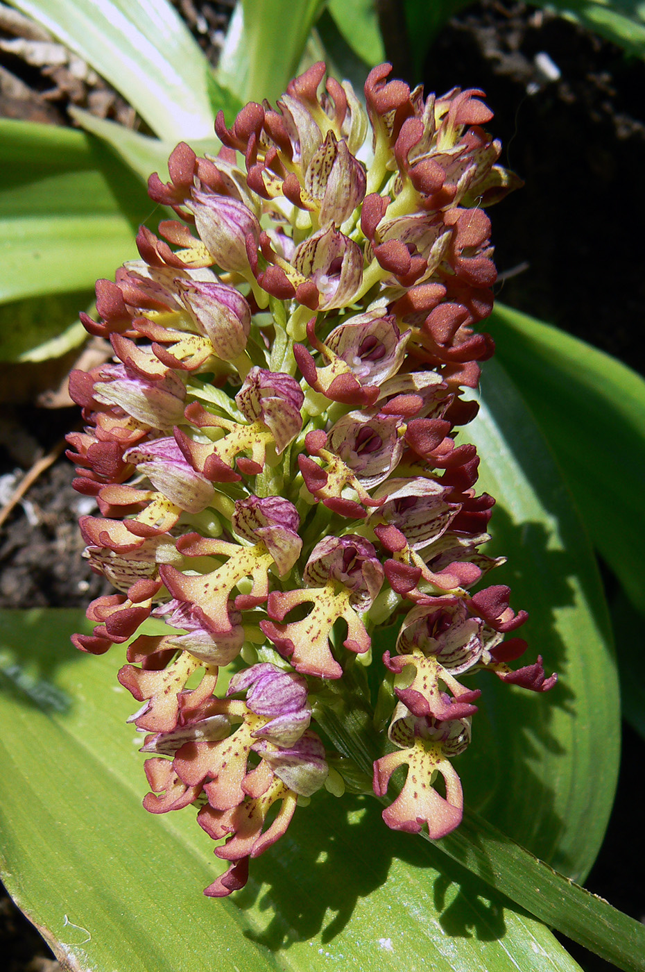 Image of Orchis &times; wulffiana nothosubsp. suckowii specimen.
