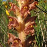 Orobanche rapum-genistae. Часть соцветия. Нидерланды, провинция Limburg, рудеральное местообитание у железнодорожной станции Mook-Molenhoek; паразитирует на Sarothamnus (Cytisus) scoparius. 12 июня 2010 г.