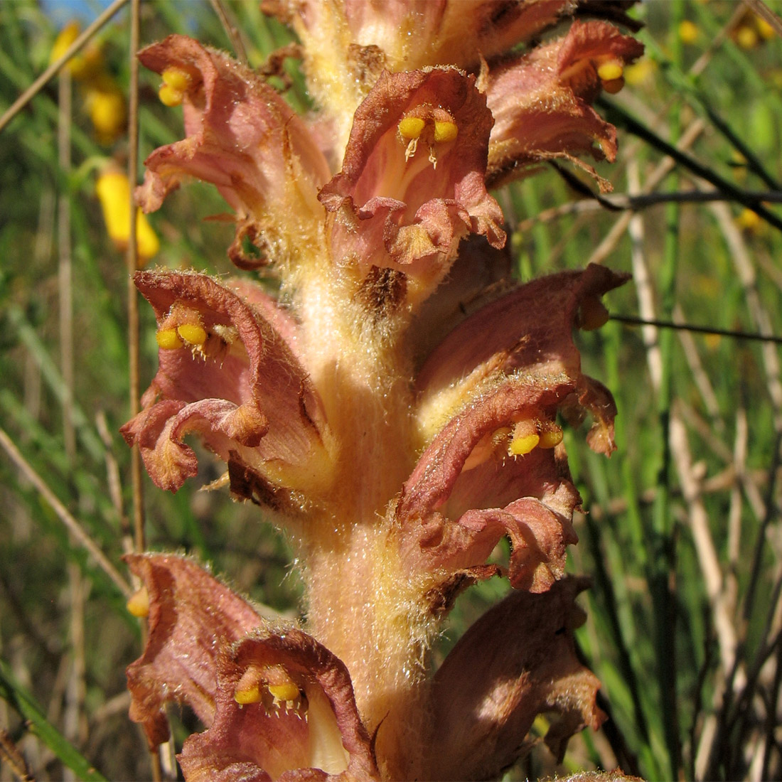 Изображение особи Orobanche rapum-genistae.