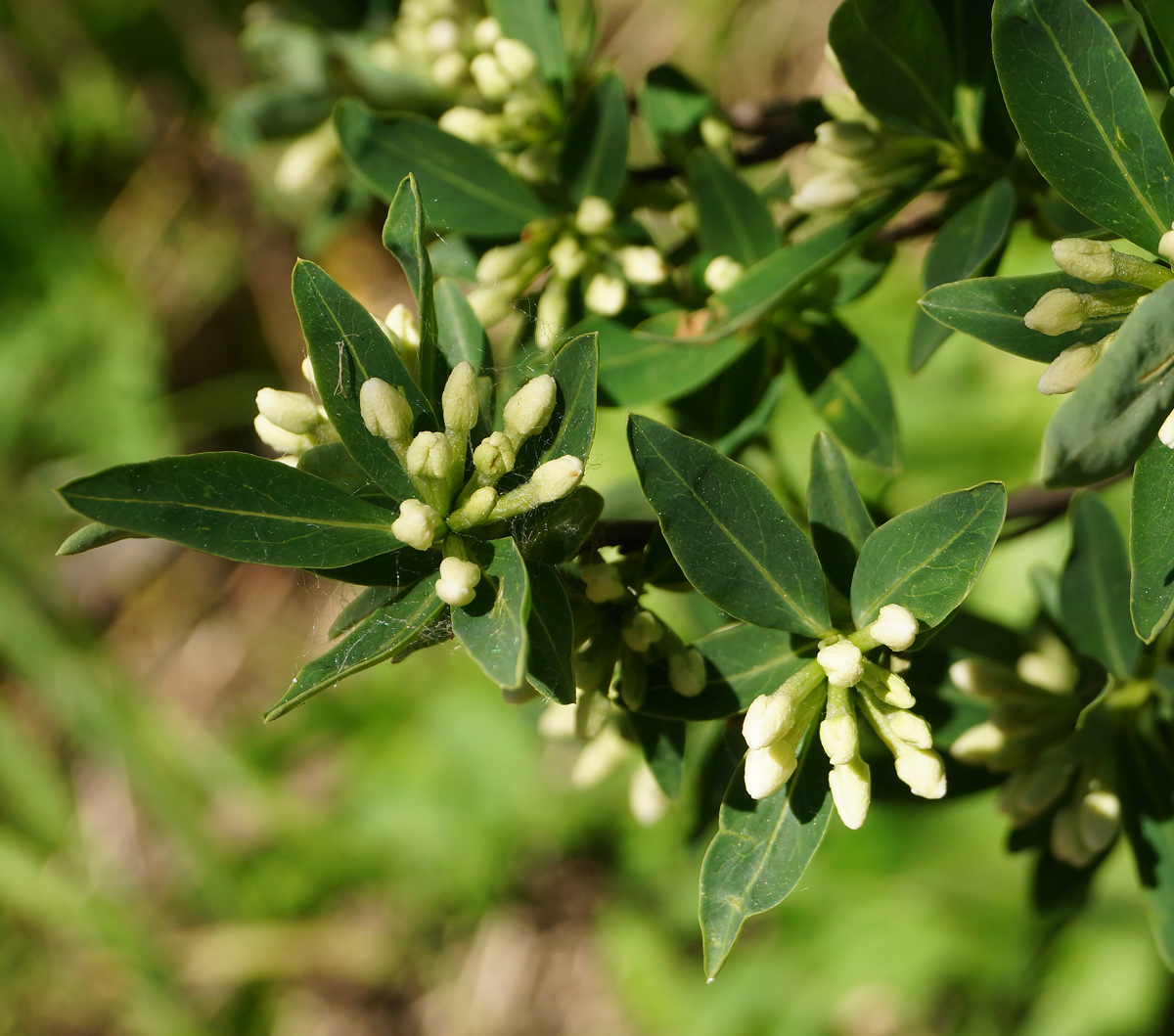 Image of Daphne altaica specimen.