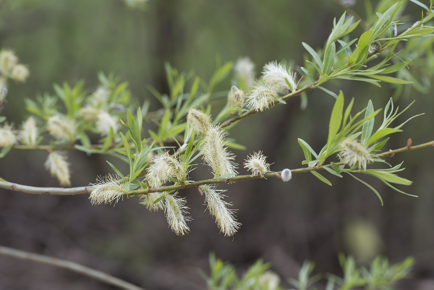 Изображение особи Salix viminalis.