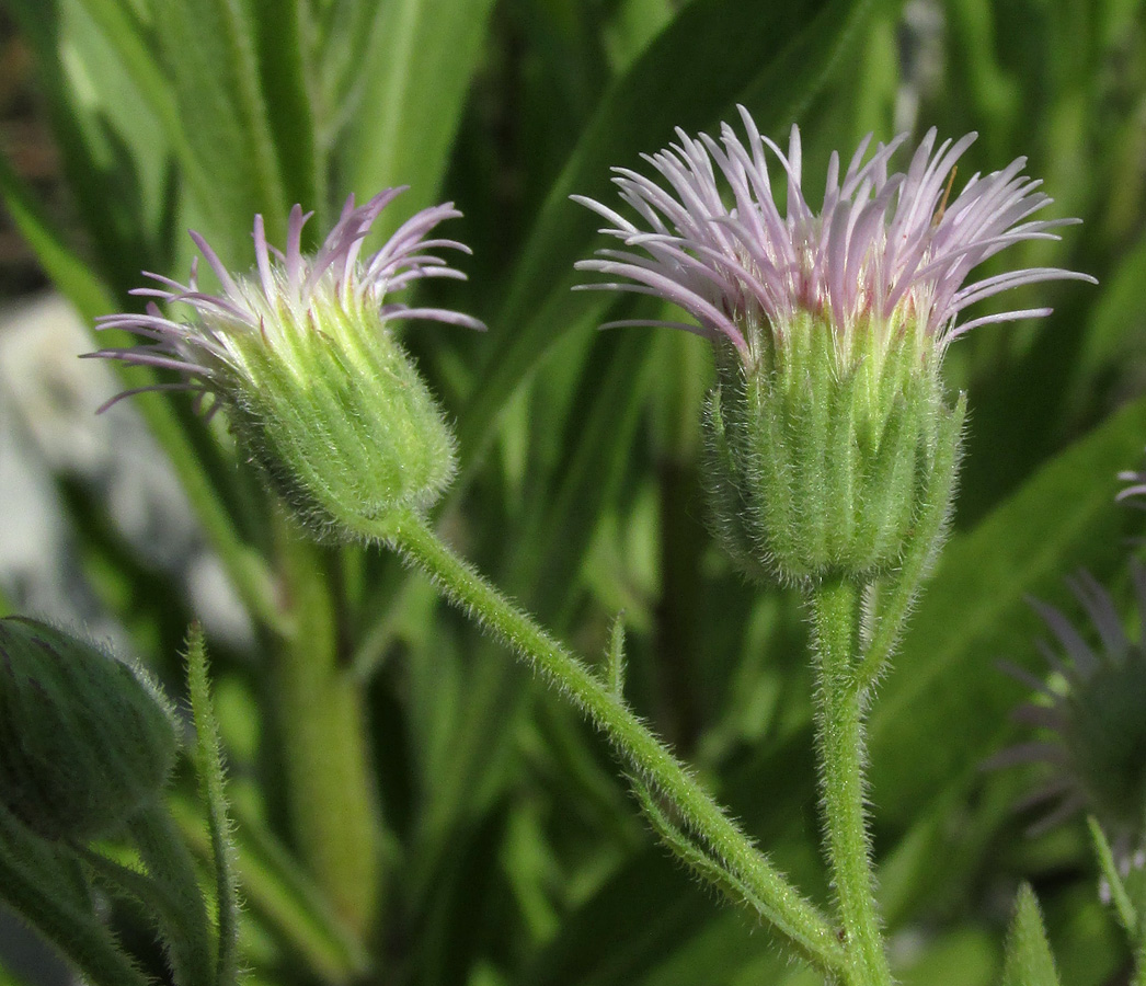 Image of Erigeron podolicus specimen.