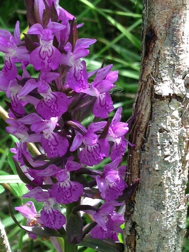 Изображение особи род Dactylorhiza.