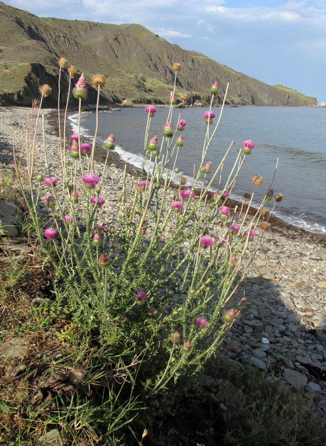 Image of Carduus uncinatus ssp. davisii specimen.