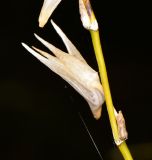 Dendrobium crumenatum
