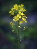 Image of taxon representative. Author is Игорь Павлов