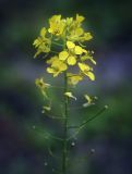 Sisymbrium loeselii. Верхушка цветущего и плодоносящего растения. Пермский край, г. Пермь, Кировский р-н, щебнистая обочина асфальтовой дорожки. 21.07.2017.