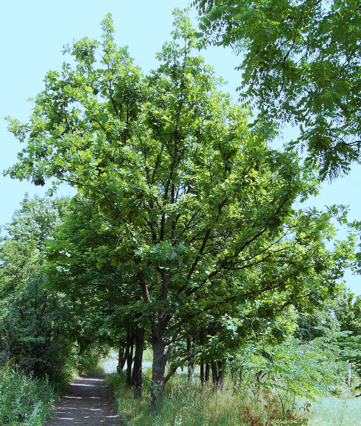 Изображение особи род Quercus.