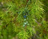 Juniperus communis. Ветвь со зрелыми и незрелыми шишкоягодами. Пермский край, Берёзовский р-н, долина р. Шаква ниже с. Рыжково, склон Татарской горы. 5 августа 2017 г.