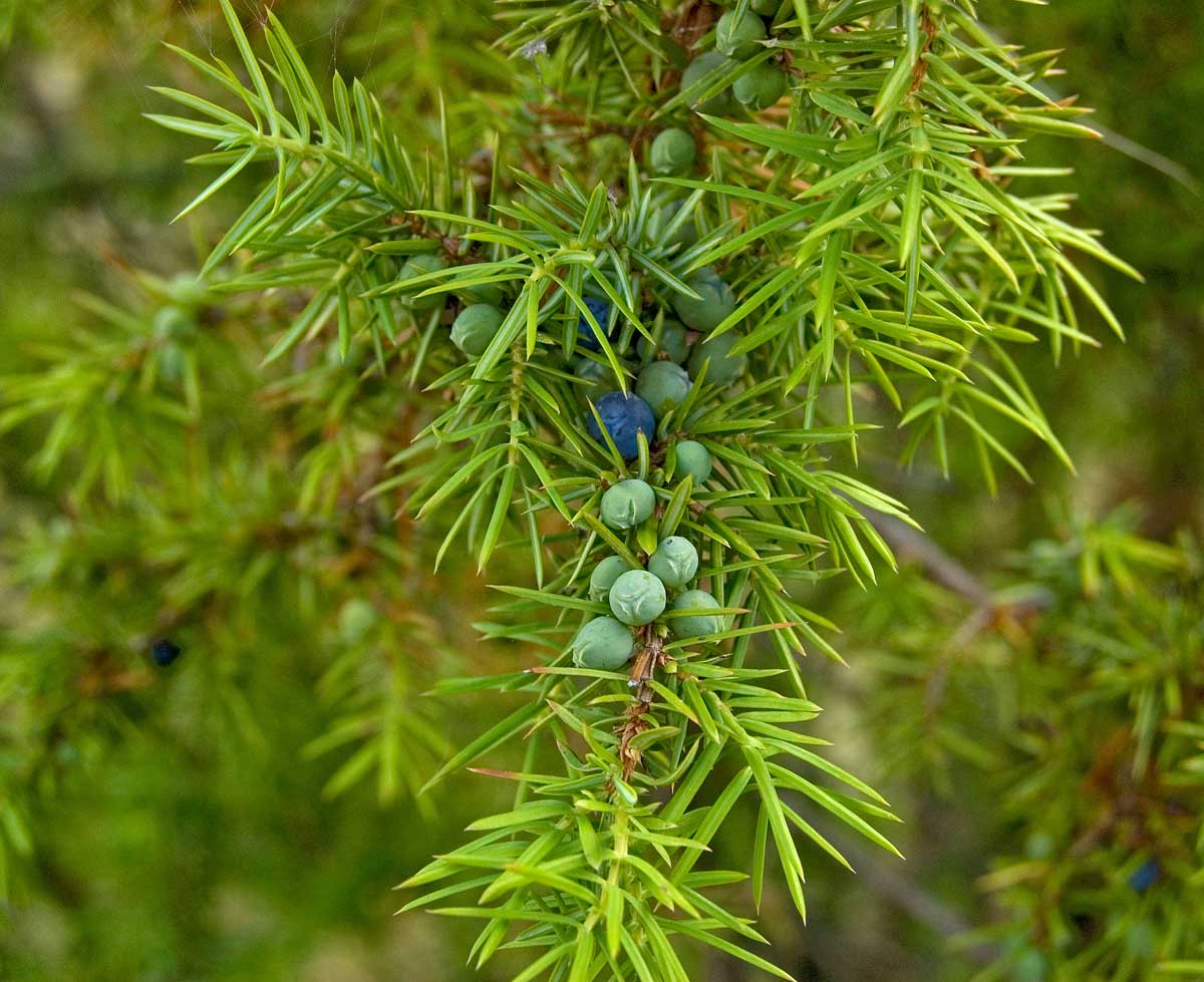 Image of Juniperus communis specimen.