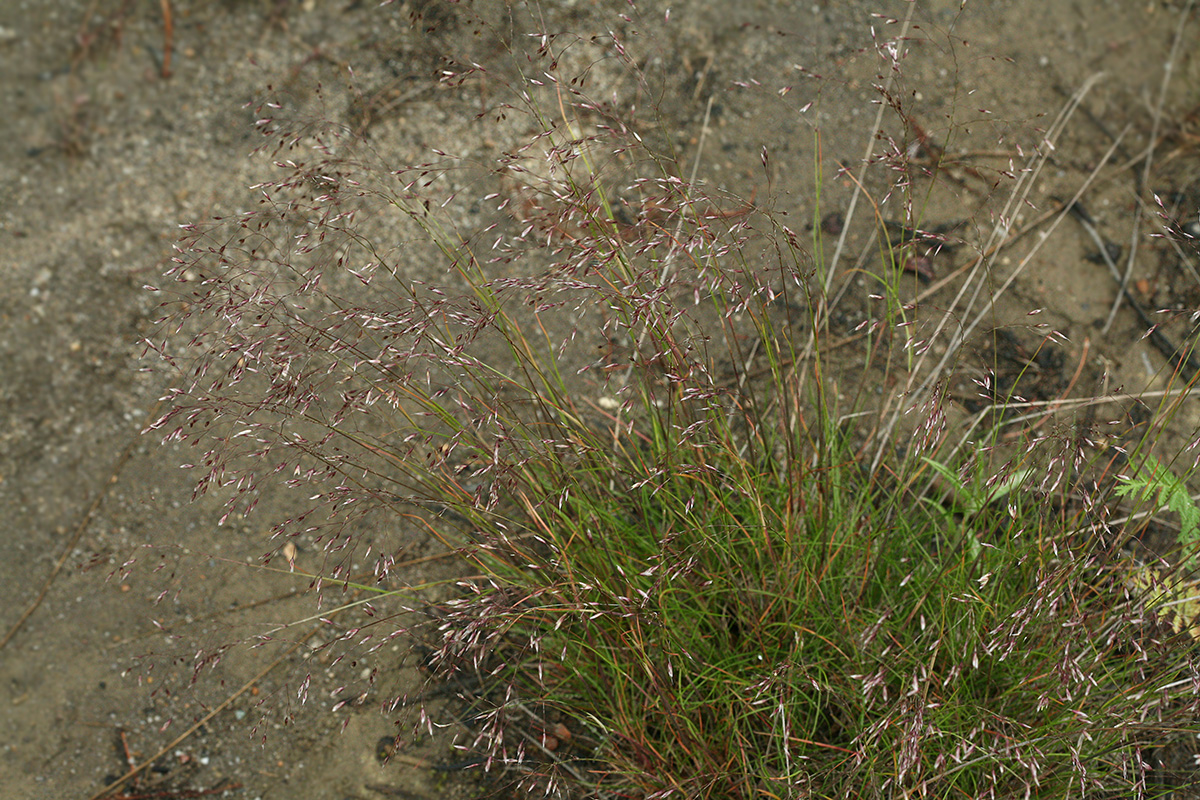 Изображение особи Agrostis trinii.